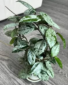 a potted plant with green leaves sitting on a wooden floor next to a couch