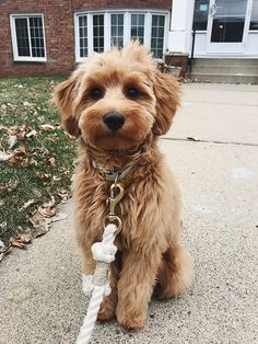 a small brown dog sitting on top of a sidewalk next to a white ball and rope