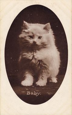 an old black and white photo of a kitten with the word baby written on it