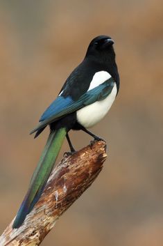 a black and white bird sitting on top of a tree branch