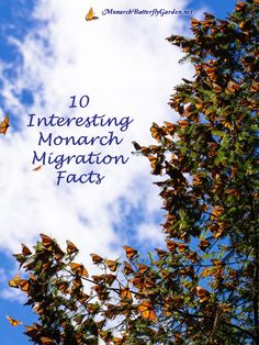 the words 10 interesting monarch migrating fact are in front of a blue sky with white clouds