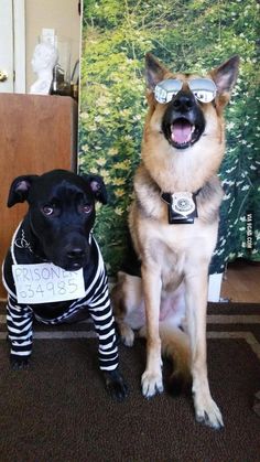 I like how their facial expressions match their costumes pretty well. Dogs Costumes, Best Dog Halloween Costumes, Cat Costume Diy, Meme Costume, Chat Diy, Cat Halloween Costume