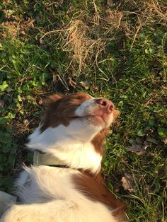 a brown and white dog laying in the grass