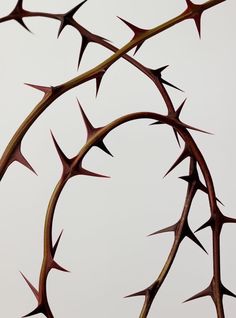 a close up view of a thorny plant against a white background with no leaves