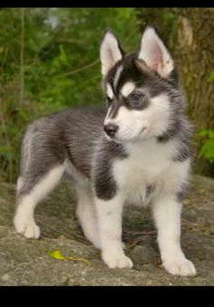 a husky puppy standing on top of a rock