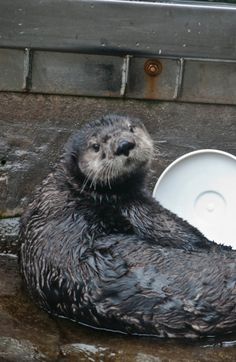 an otter is sitting in the water with its head on a white frisbee