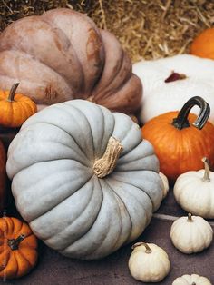 pumpkins and gourds are arranged on the ground