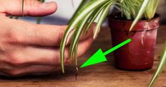 a person is holding a plant in their hand with an arrow pointing to the potted plant