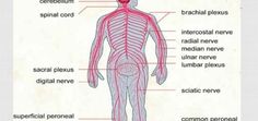 What are the stages of embryo (fetus) development? | Science online Fertilization Process, All Body Systems, Radial Nerve, Embryonic Development, Ulnar Nerve, Median Nerve, Fetal Development