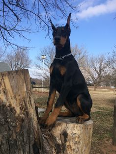 a black and brown dog sitting on top of a tree stump