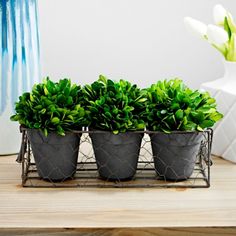 three potted plants sitting on top of a wooden table