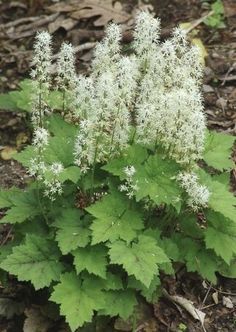 some white flowers and green leaves on the ground