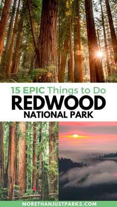 the redwood national park with text overlay that reads 15 epic things to do redwood national park