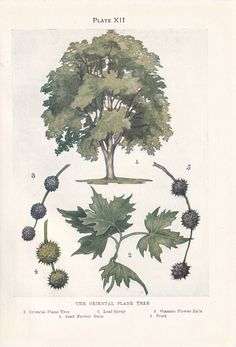 an illustration of different types of plants and trees