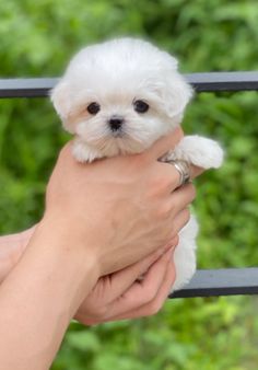 a person holding a small white dog in their hands