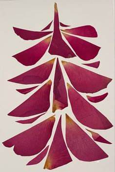 a red flower is shown on a white background and has long, thin petals in the shape of a christmas tree