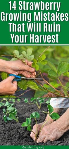 Indoor Strawberry Garden, How To Grow Strawberries In A Raised Bed, Strawberry Supports Diy, Strawberry Containers Ideas, Container Berries, Strawberry Growing Ideas, Strawberry Patch Ideas, Strawberry Fertilizer, Growing Strawberry Plants