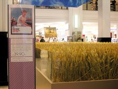 a display case in a store filled with lots of tall yellow grass next to a blue and white flag