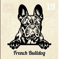 French Bulldog SVG - Peeking Dog French Bulldog Svg, Bulldog Svg, Stencil Svg, Bulldog French, Pyrography Patterns, Silhouette Stencil, Adult Coloring Book Pages, Vector Portrait, Dog Silhouette