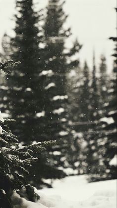 black and white photograph of snow covered pine trees