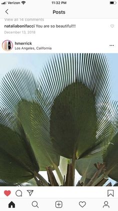 a large tree with lots of leaves on it's trunk in the daytime sun