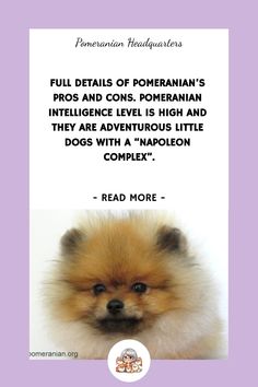 a pomeranian dog with the caption'full details of pomeranian's health and appearance