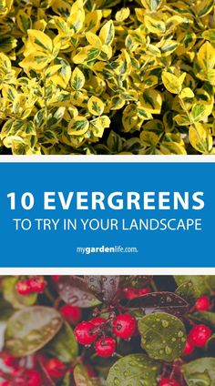 Discover ten unique evergreen shrubs to enhance your evergreen landscape. Learn about different types of evergreens that go beyond traditional conifers, perfect for adding year-round greenery and interest to your garden. Find more evergreen gardening tips and landscaping inspiration at Mygardenlife.com. Golden Euonymus, Colorado Gardening, Low Growing Shrubs, Lenten Rose, Landscaping Inspiration, Evergreen Plants