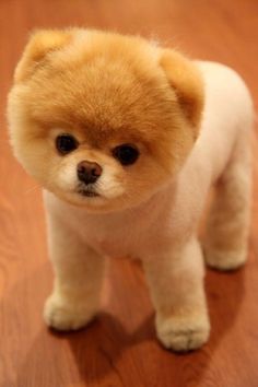 a small brown dog standing on top of a wooden floor