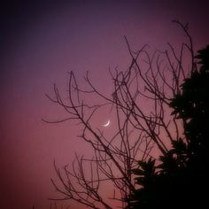 the moon is seen through the branches of a tree