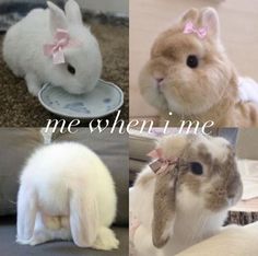 four different pictures of rabbits with the caption me when i'm me