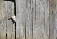 a sheep sticking its head out of a wooden fence