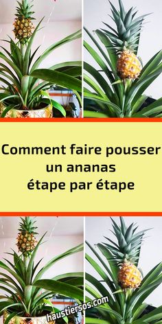 pineapples are growing in pots with the words comment faire pousser un anans etape par etape