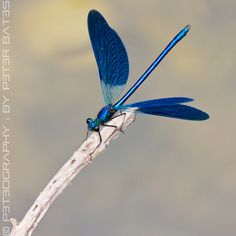 a blue dragonfly sitting on top of a twig