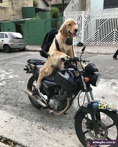 a dog sitting on the back of a motorcycle