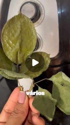 a person holding a plant in front of an air fryer