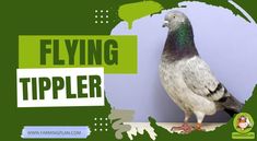 If you’re fascinated by birds that push the limits of endurance, the Flying Tippler Pigeon will undoubtedly capture your heart. […]