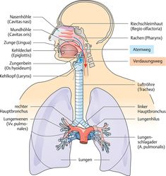 the anatomy of the human body including the lungs, lunges, and other organs