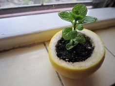 a small potted plant sitting on top of a window sill