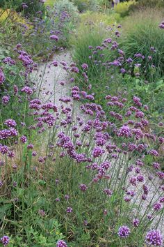 purple flowers growing on the side of a dirt road