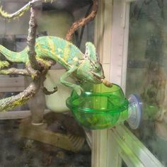 a chamelon sitting on top of a green glass vase next to a window