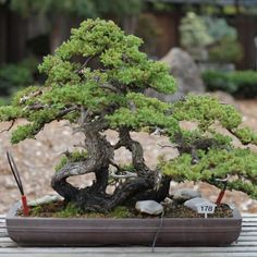 a bonsai tree sitting on top of a wooden table next to rocks and gravel