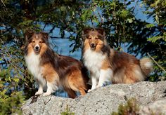 two brown and white dogs sitting on top of a rock next to some green trees