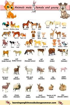 an image of animals that are in different colors and sizes, with the words animal names below