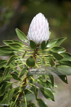 a white flower on a tree branch with leaves