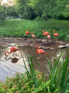 there are many flamingos standing in the water