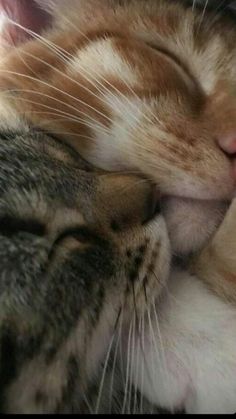 an orange and white cat sleeping with its head on the back of another cat's shoulder