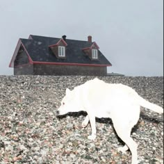 a white dog laying on top of a gravel covered ground next to a building with two windows