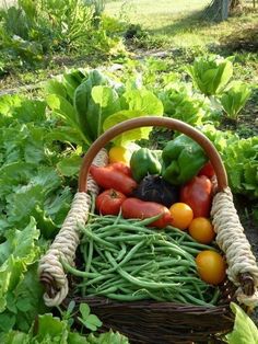 a basket filled with lots of different types of vegetables in the middle of a field