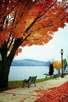 two park benches sitting next to a tree with fall leaves on the ground and water in the background