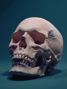 a fake human skull is shown against a blue background with only the lower jaw visible